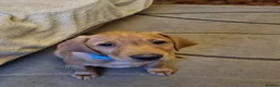 Labrador Retriever dogs for stud: FOR STUD - DAVE ❤️  in Mansfield - Advert 9