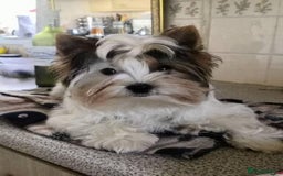 Biewer Terrier dogs for sale: Gorgeous Biewer Terrier puppies  - Image 10