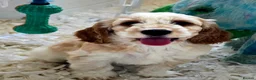 Cockapoo dogs for sale: Health Tested  Cockapoo Puppies  - Advert 4