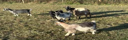 Goats livestock for sale: Pygmy Goats  - Advert 3