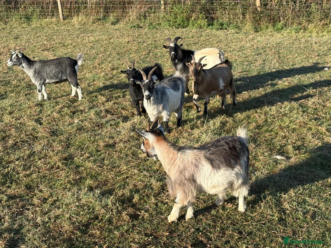 Goats livestock for sale: Pygmy Goats  - Advert 3