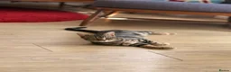 Mixed Breed cats for sale: Gorgeous Tabby Kittens - Advert 5