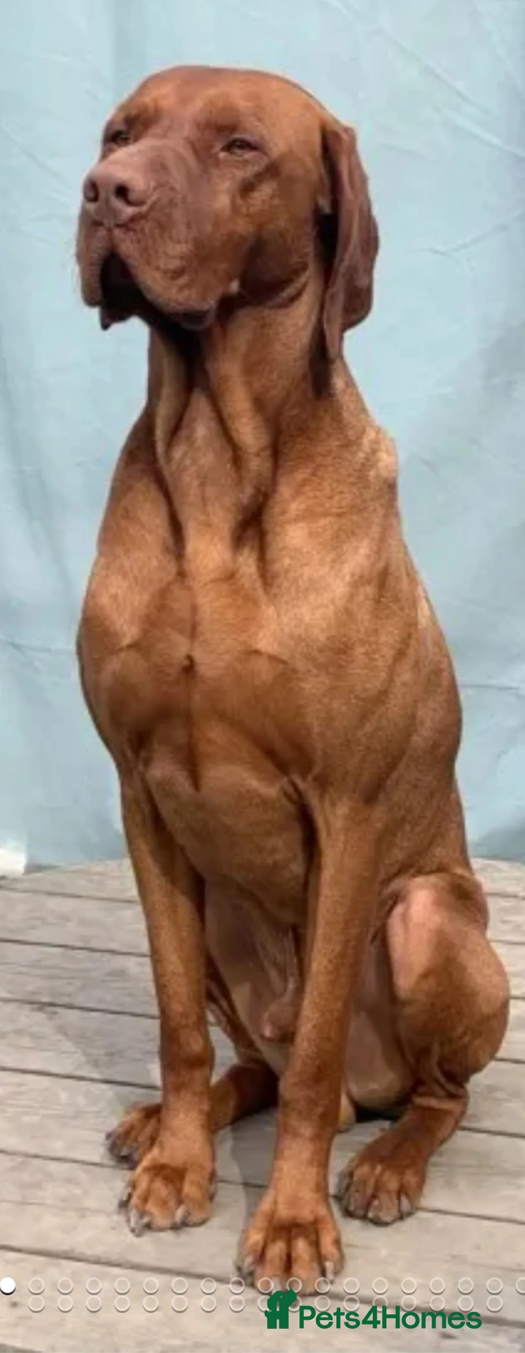 Hungarian Vizsla dogs for stud: Proven Hungarian championship blood line in Llantwit Major - Advert 4