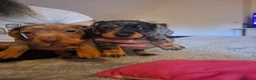 Dachshund dogs for sale: 3 beauifil dachshund puppys  - Advert 9