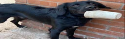 Mixed Breed dogs for sale: Harley 🐾 in Newport - Advert 3