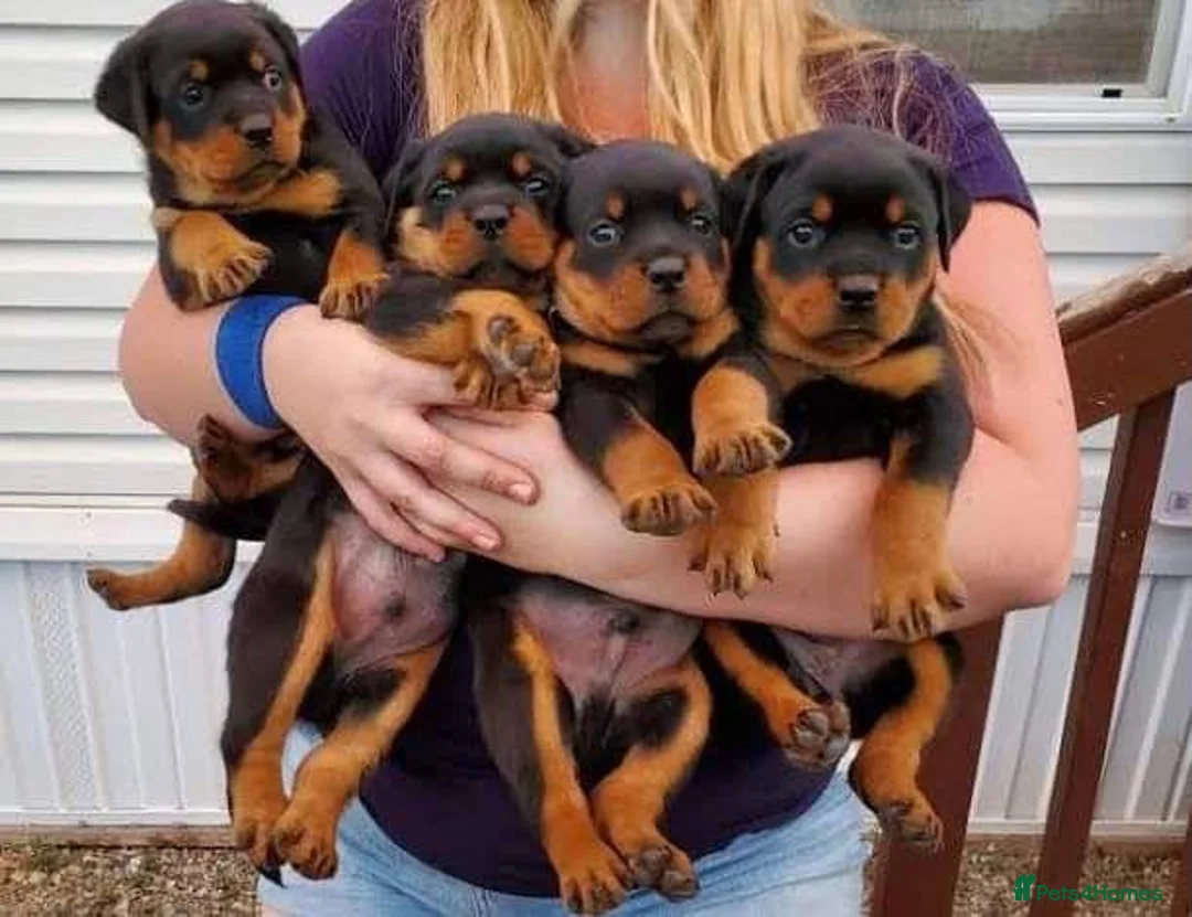 Rottweiler dogs for sale: Loving Rottweiler puppies ready now in Holywell - Advert 2