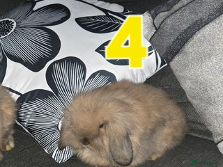 Mini Lion Lop rabbits Adorable mini lion lop babies bucks - Advert 7