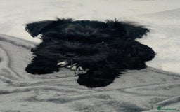 Miniature Schnauzer dogs for sale: KC Pedigree Mini Schnauzer - Image 22