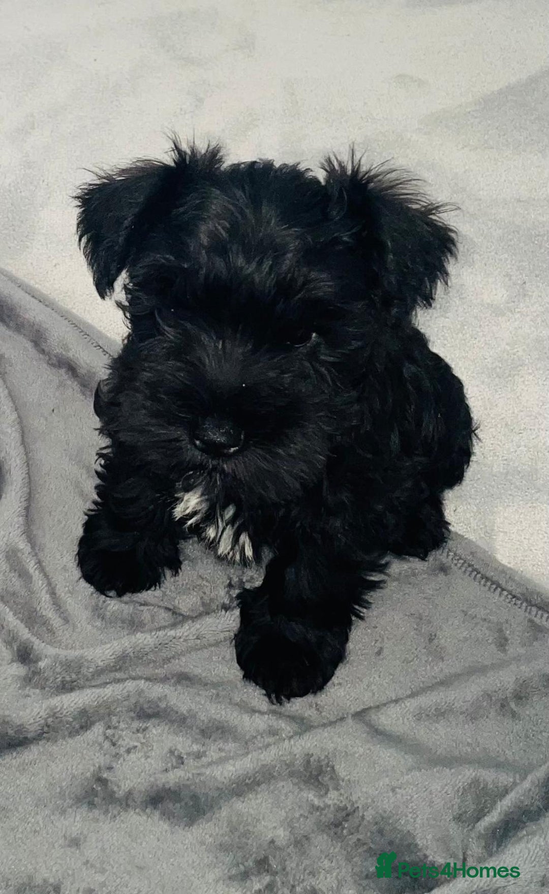 Miniature Schnauzer dogs for sale: KC Pedigree Mini Schnauzer - Image 22