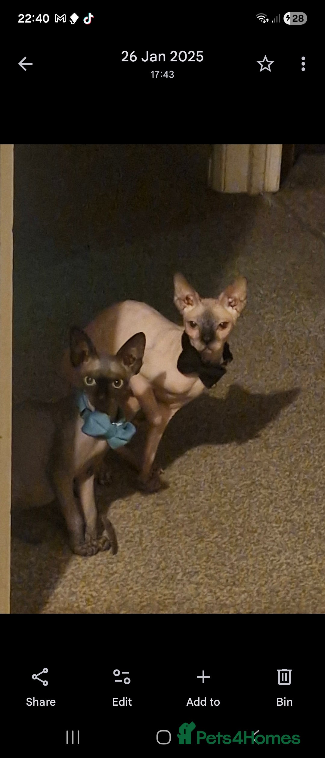 Sphynx cats for sale: 1 year old male sphynx  - Advert 14