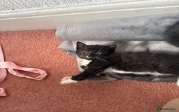 Domestic Shorthair cats for sale: Baby house cat kittens  - Image 3