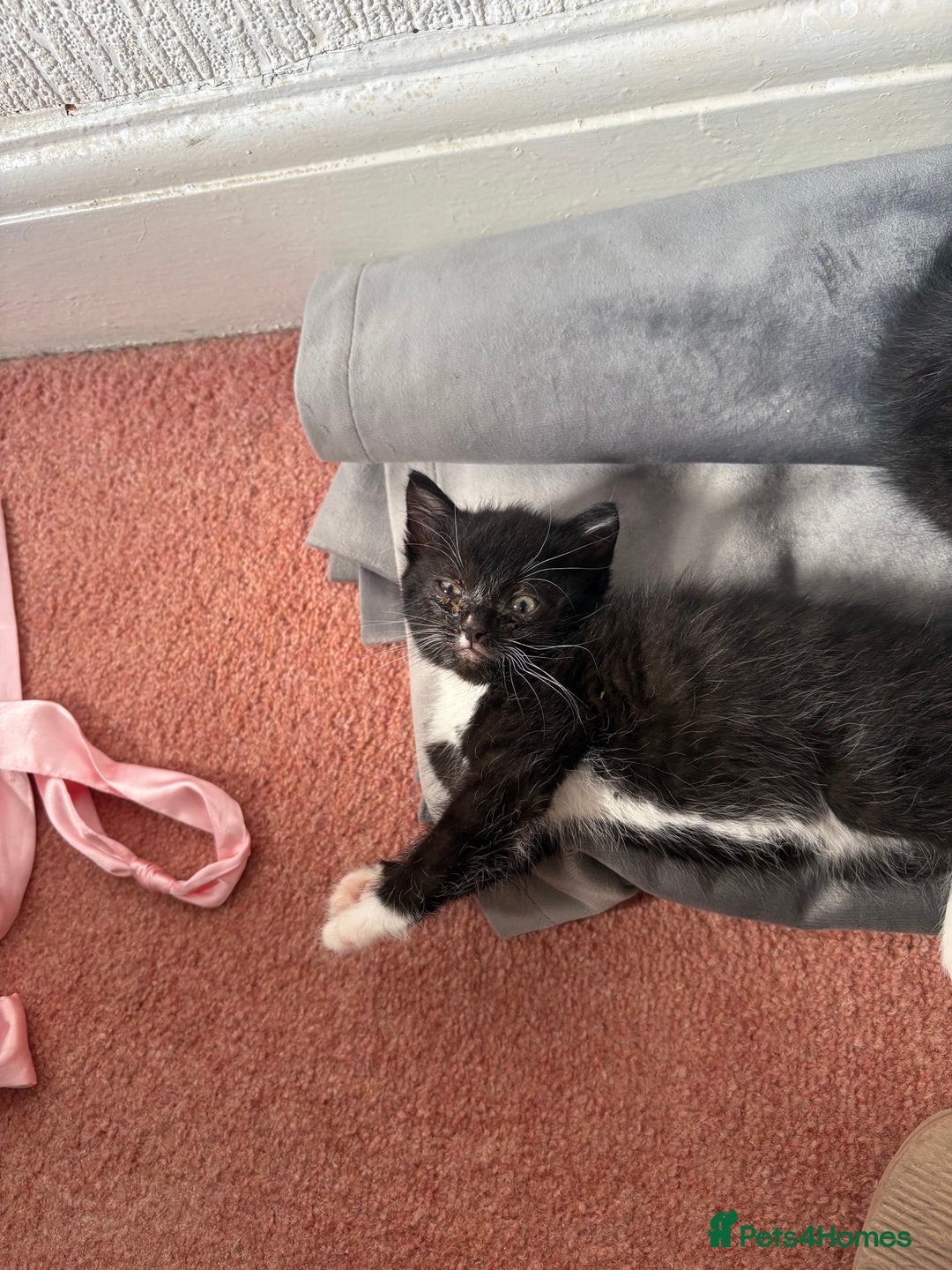Domestic Shorthair cats for sale: Baby house cat kittens  - Image 3