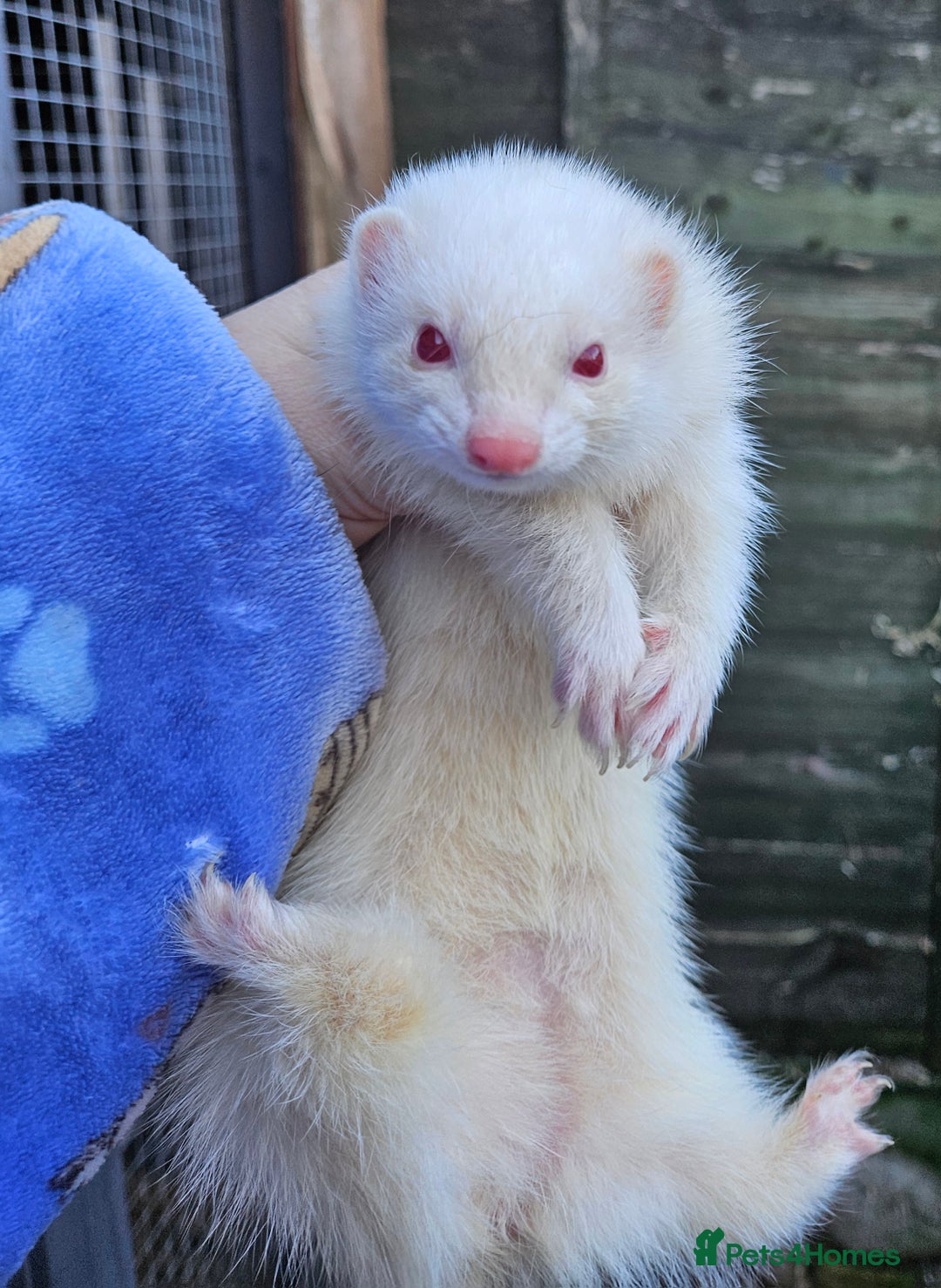 Ferret rodents for sale: Micro albino jill tame  - Advert 5