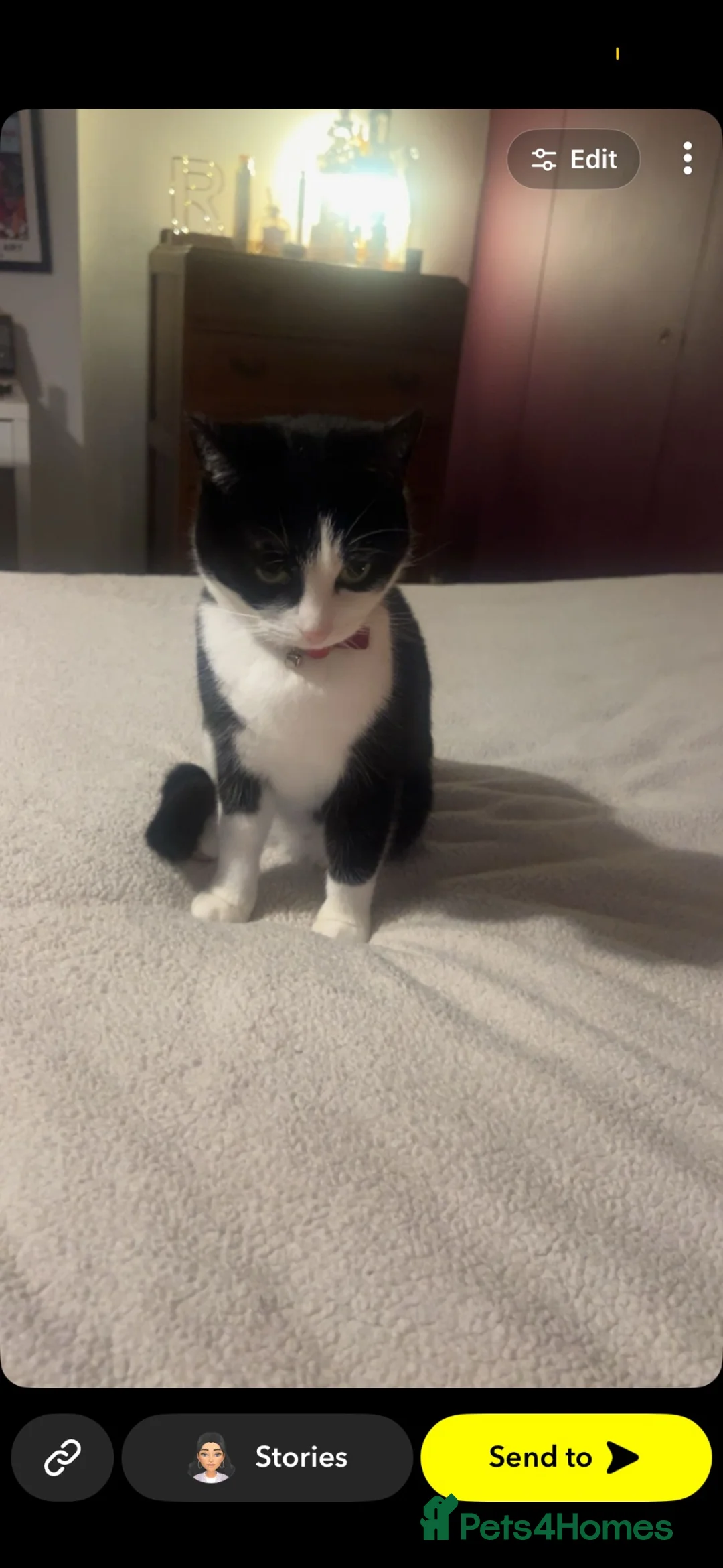 British Shorthair cats for sale: Kiki the cat - Advert 4