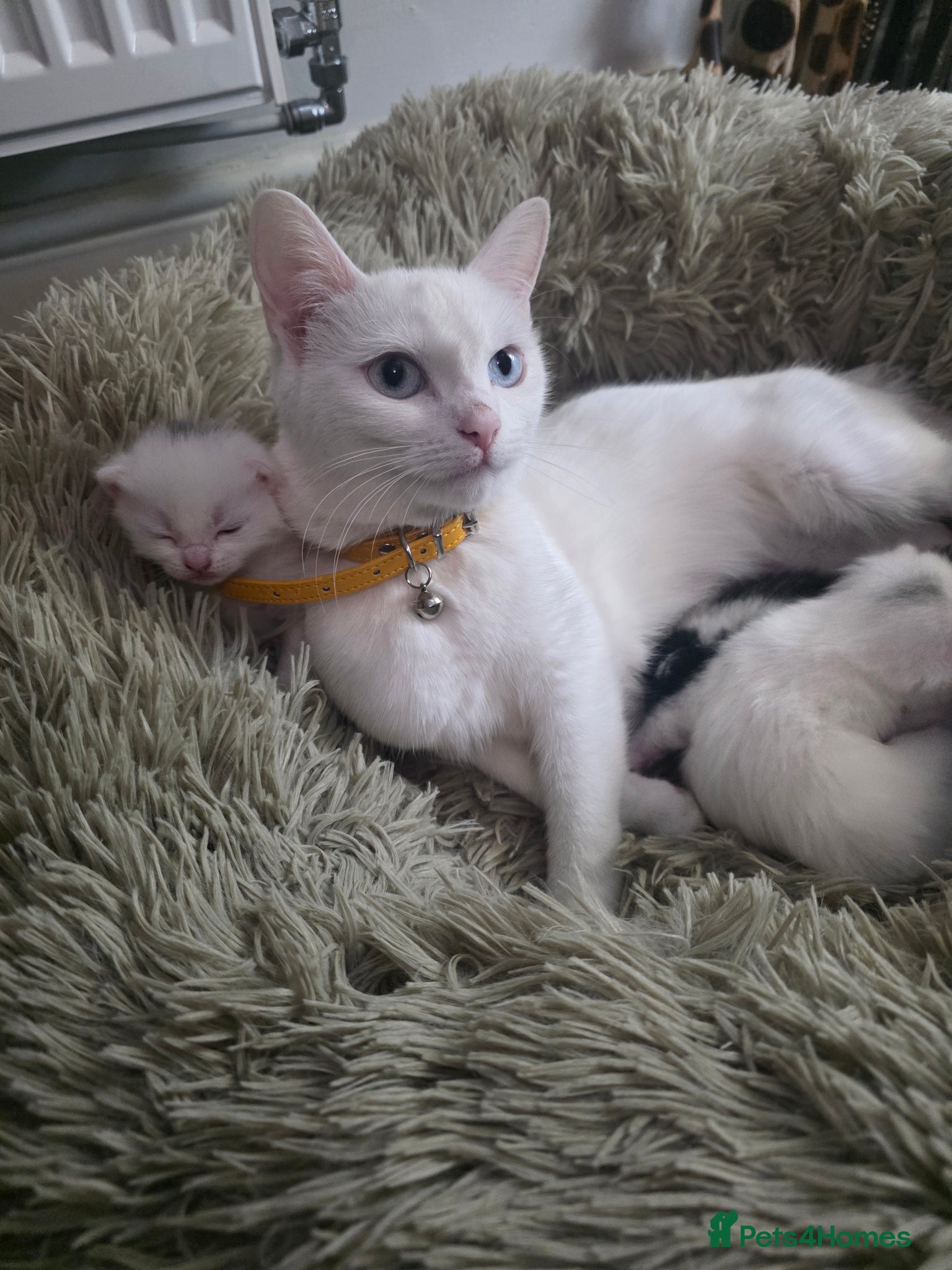 Mixed Breed cats beautiful kittens blue eyes ready 16th may - Advert 16