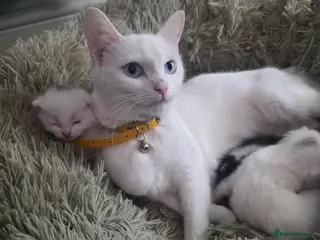 Mixed Breed cats beautiful kittens blue eyes ready 16th may - Advert 16