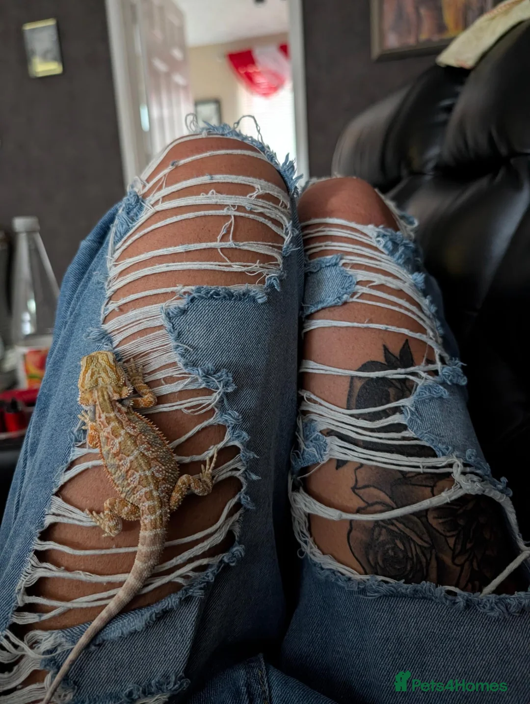 Bearded Dragon reptiles for sale: Reduced for good homes  - Advert 10