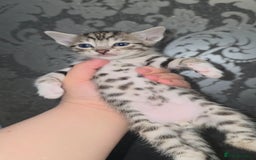 Bengal cats for sale: Bengal Cross Kittens - Image 6
