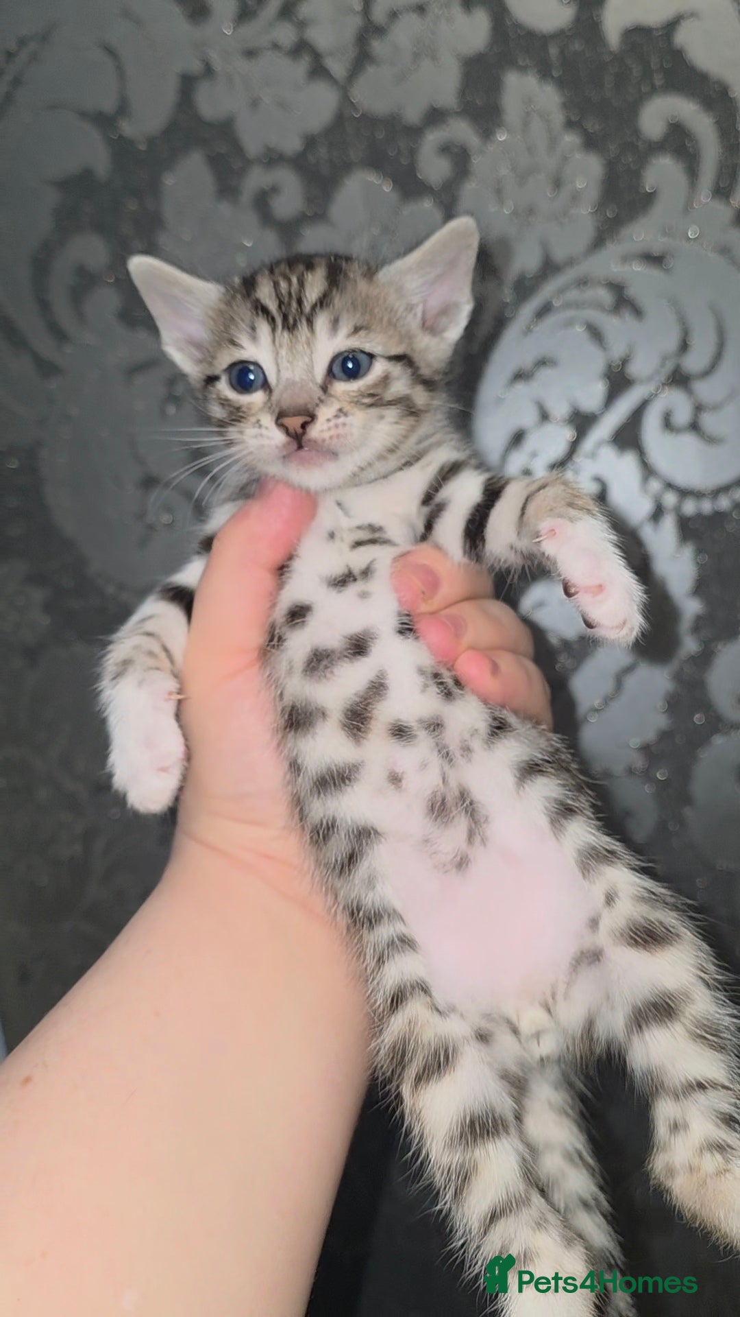 Bengal cats for sale: Bengal Cross Kittens - Image 6
