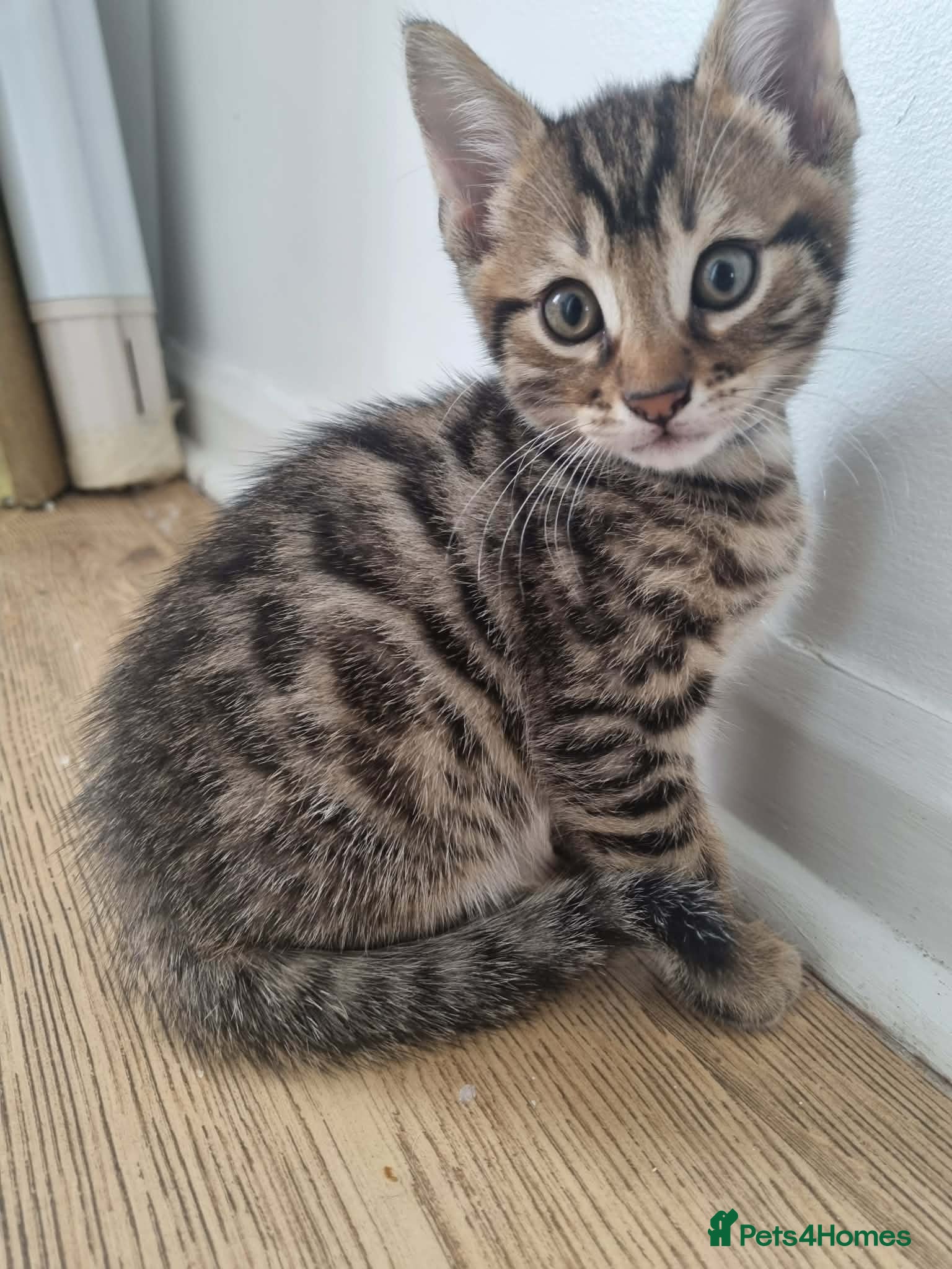Bengal cats Bengal Kittens looking for home🐾 - Advert 1