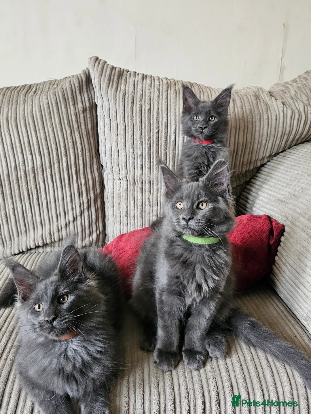 Maine Coon cats for sale: Blue Maine Coon Kittens in Dover - Advert 11