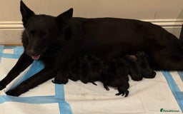German Shepherd dogs for sale: KC Reg Working Line GSD pups. - Image 27