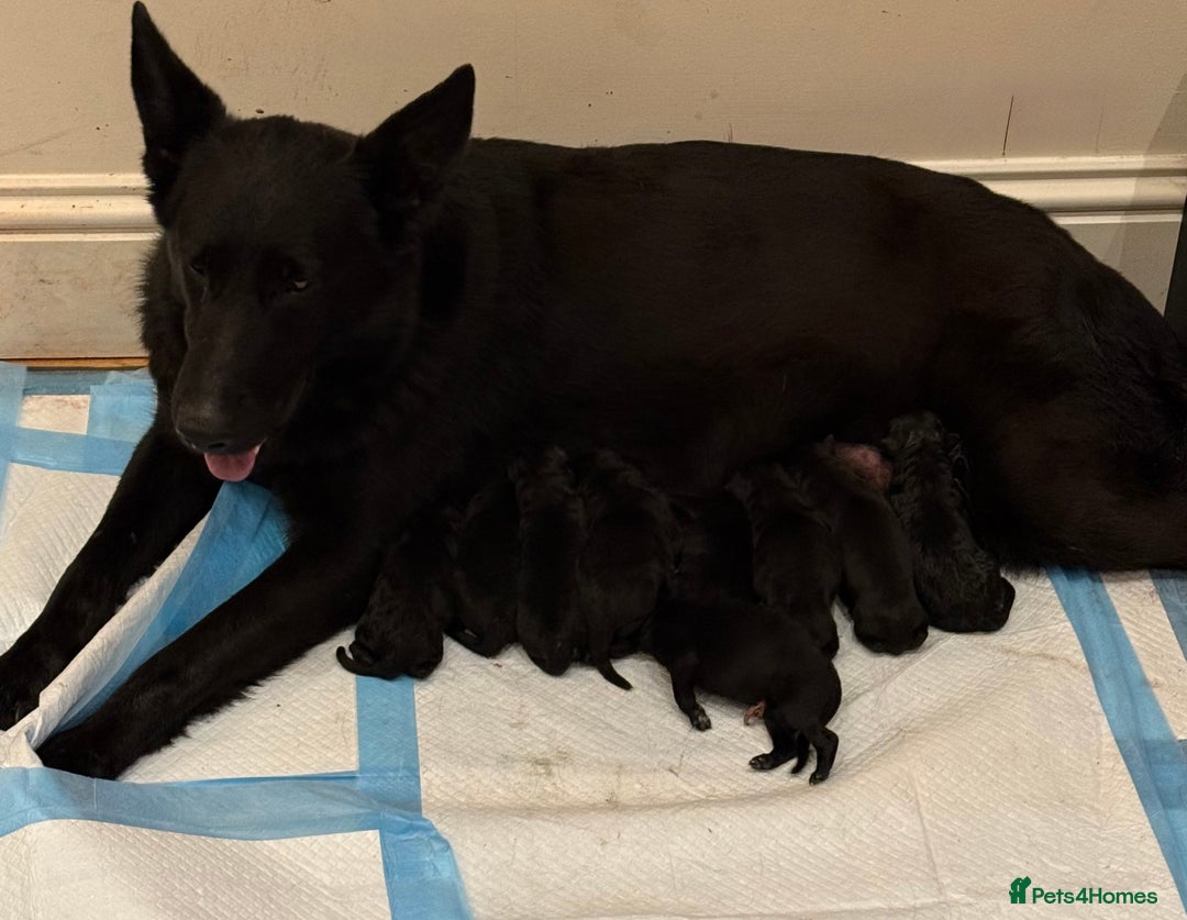 German Shepherd dogs for sale: KC Reg Working Line GSD pups. - Image 27
