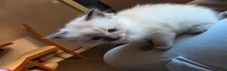 Ragdoll cats for sale: Beautiful Ragdoll Kittens Ready From 11th August - Advert 15