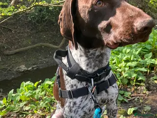 German Shorthaired Pointer dogs 1 year old pointer - Advert 3