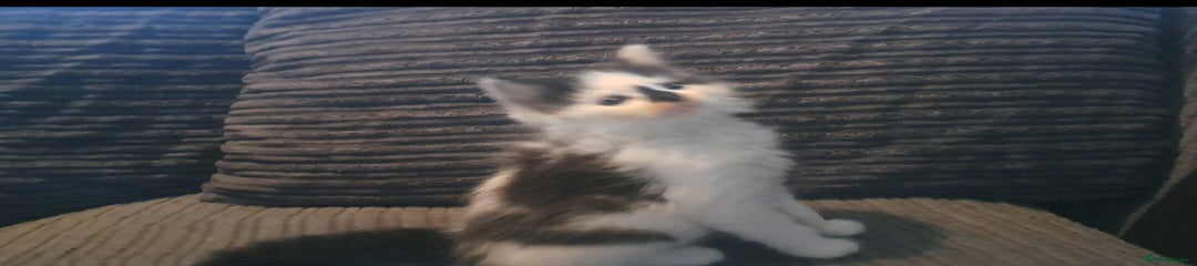 Mixed Breed Kitten 4