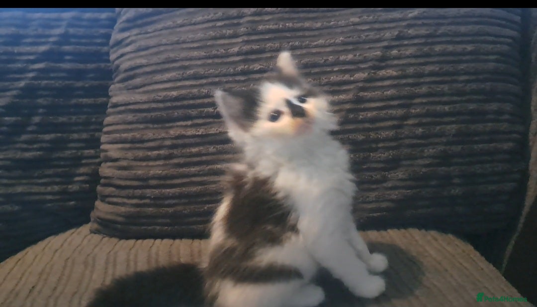 Mixed Breed cats for sale: 7 gorgeous kittens READY NOW - Image 13