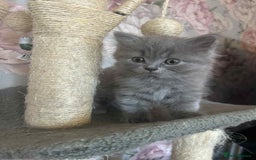 British Longhair cats for sale: British blue kittens  - Image 8