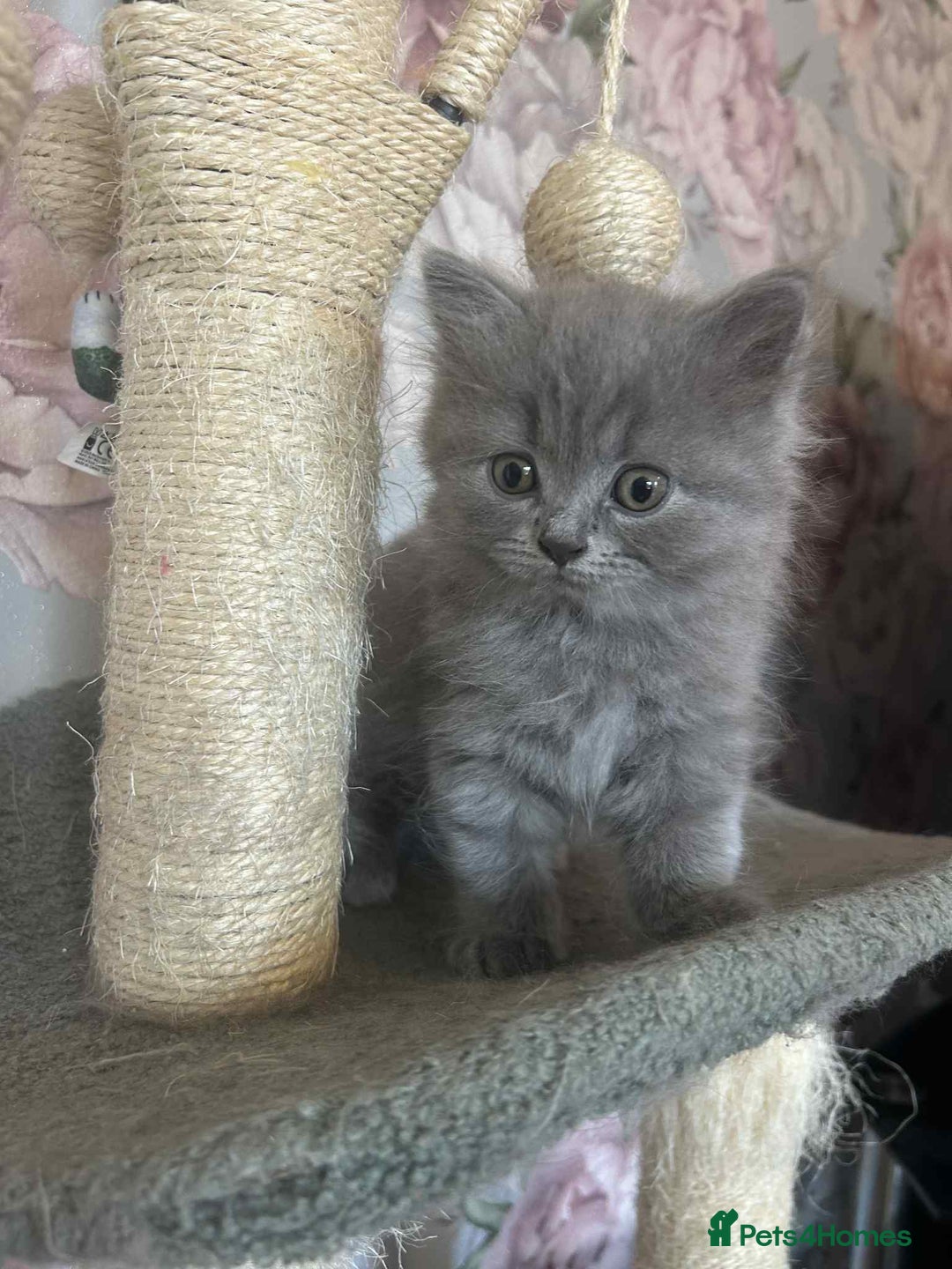 British Longhair cats for sale: British blue kittens  - Image 8