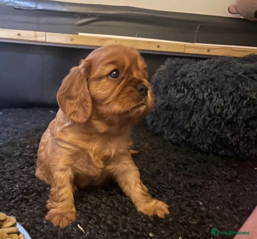 Cavalier King Charles Spaniel dogs for sale: Beautiful Cavalier King Charles Spaniel Puppies in Coventry - Advert 2