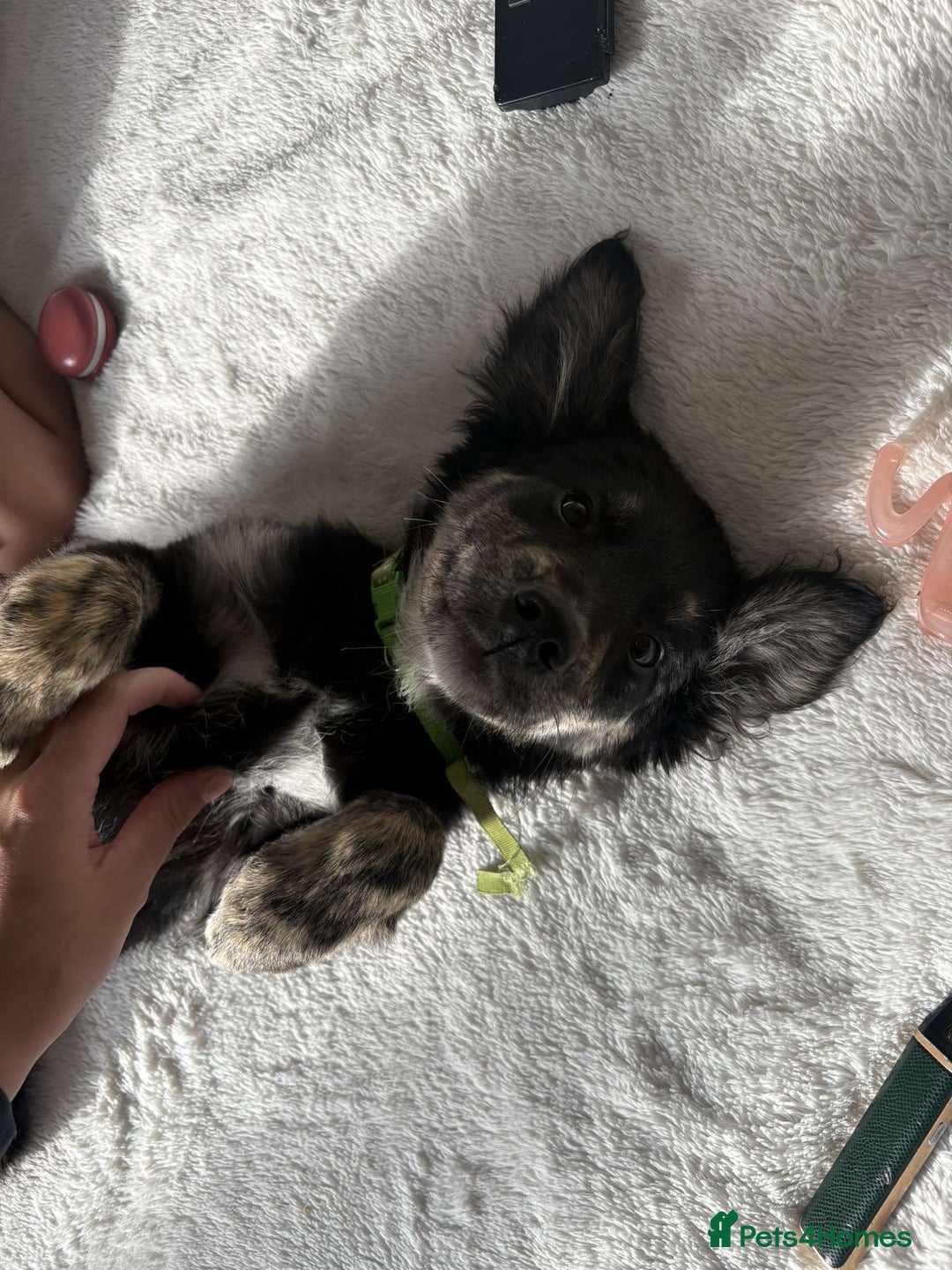Mixed Breed dogs for sale: Maisy - Image 1