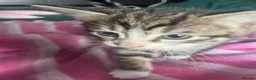 Mixed Breed cats for sale: Beautiful Tabby Kittens, looking for forever homes - Advert 2