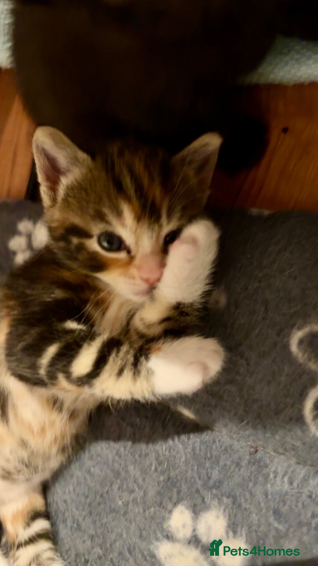 Mixed Breed cats Beautiful half Maine coon kittens  - Advert 16