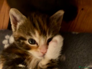 Mixed Breed cats Beautiful half Maine coon kittens - Advert 10