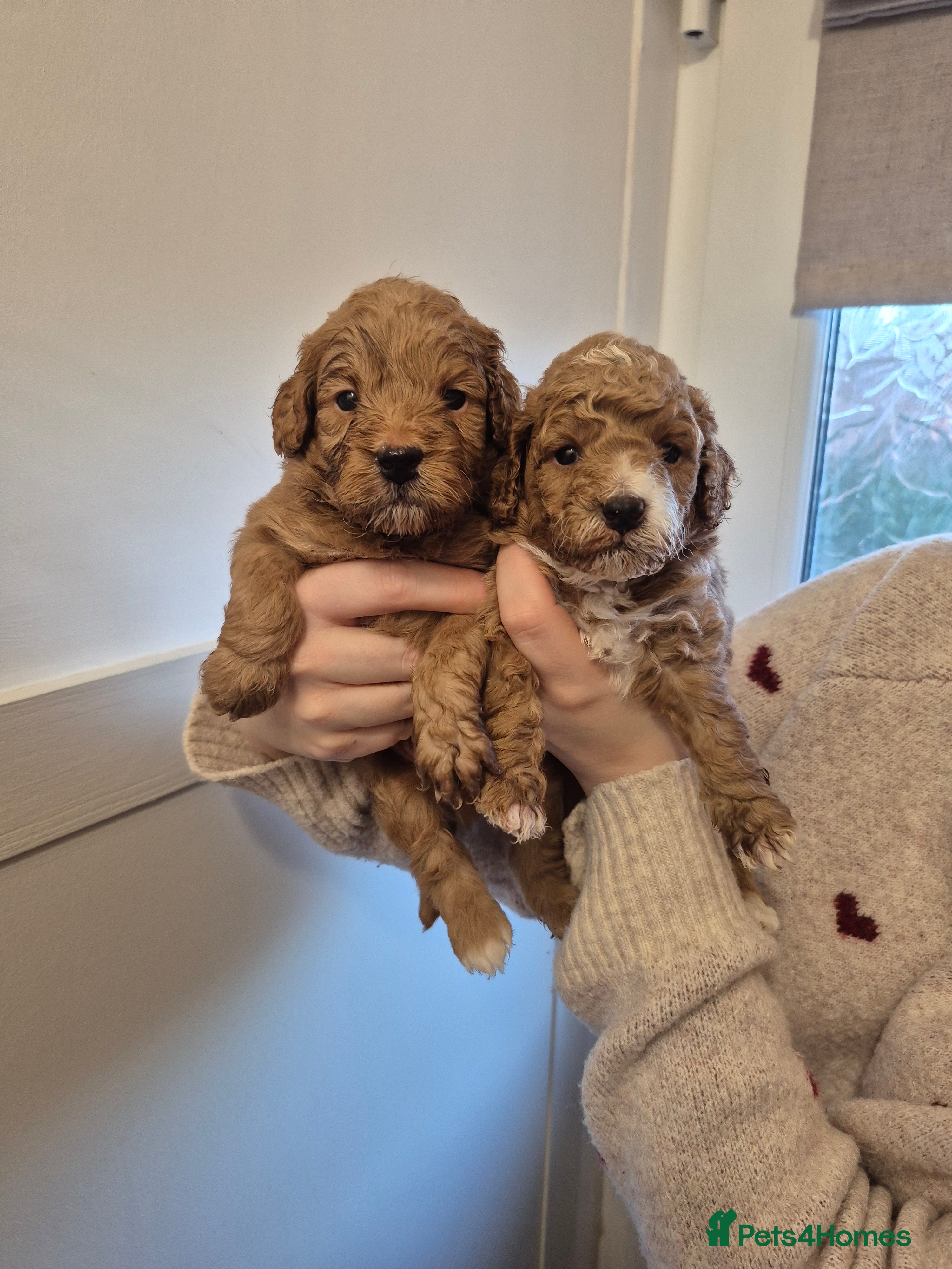 Cockapoo dogs F1B red and apricot cockapoo puppies  - Advert 5