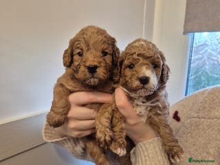 Cockapoo dogs F1B red and apricot cockapoo puppies - Advert 5