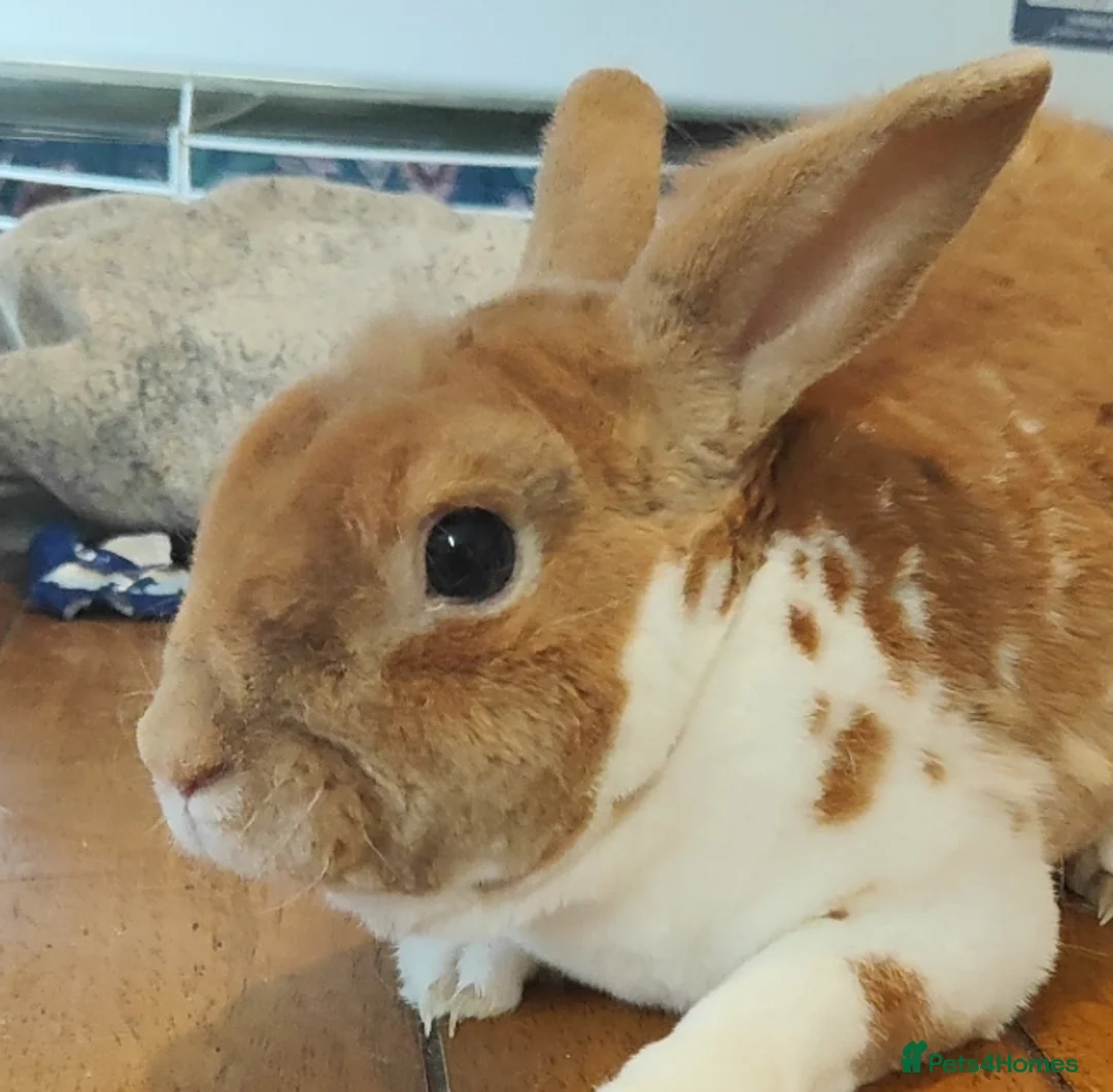 Mixed Breed rabbits for sale: Male Rex Buck & Female Lionhead Doe  - Advert 9