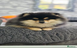 Pomsky dogs for sale: Pomsky puppies very small toy size F3  - Image 12