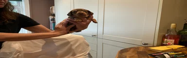 Dachshund Puppy 3
