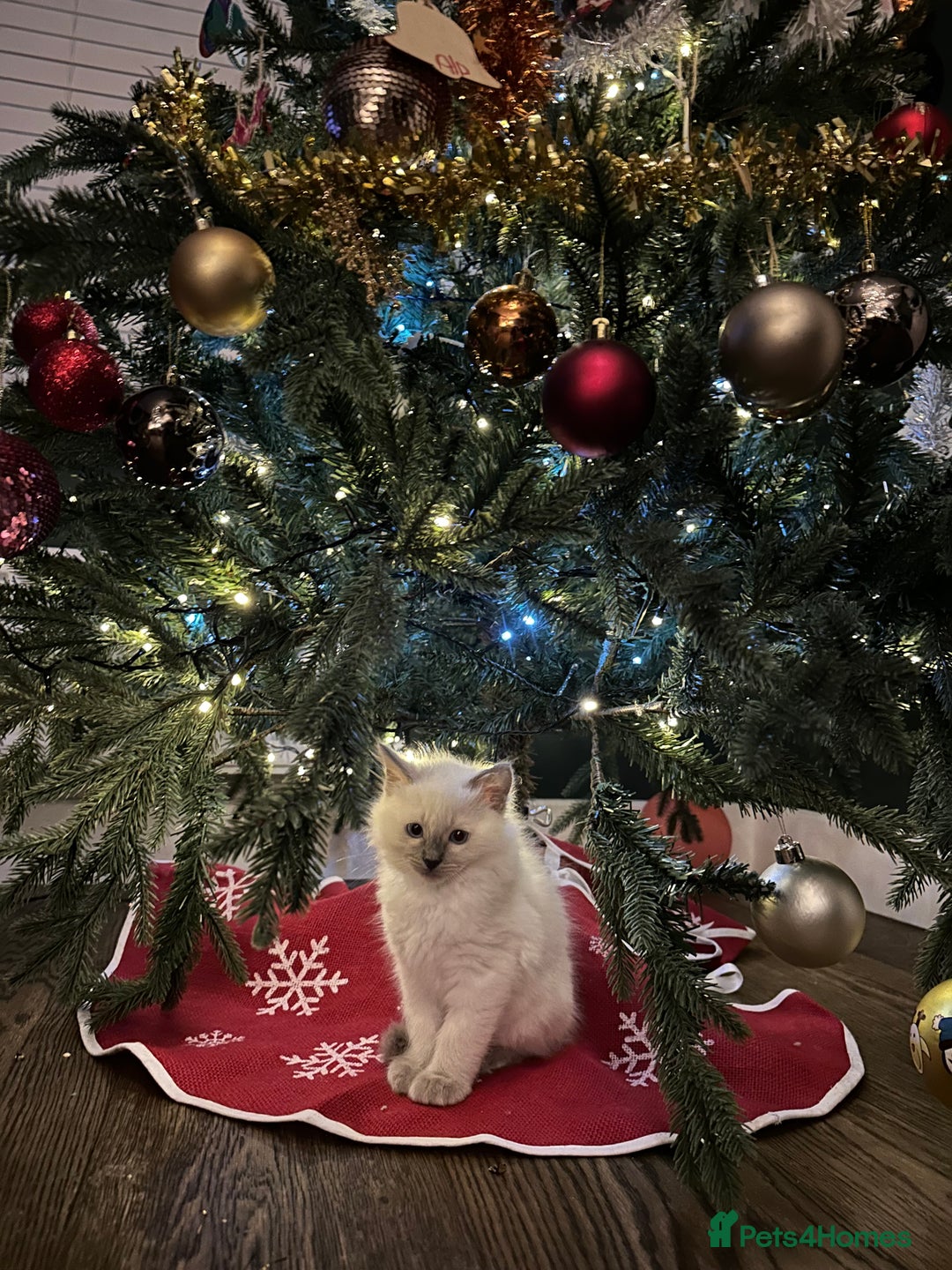 Ragdoll cats for sale: Cutest ragdoll kittens - Advert 2