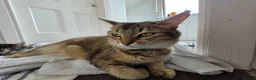 Persian cats for sale: Adorable Long Haired Persian Female Kitten  - Advert 1