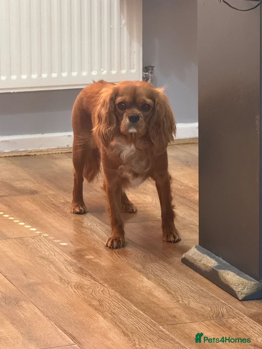 Cavalier King Charles Spaniel dogs for stud: Experienced Cavalier King Charles Stud wanted. - Advert 3