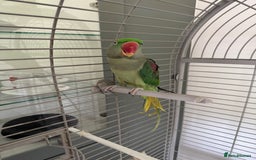 Parrots birds for sale: Alexandrian Parrot (semi-tamed) for sale  - Image 5