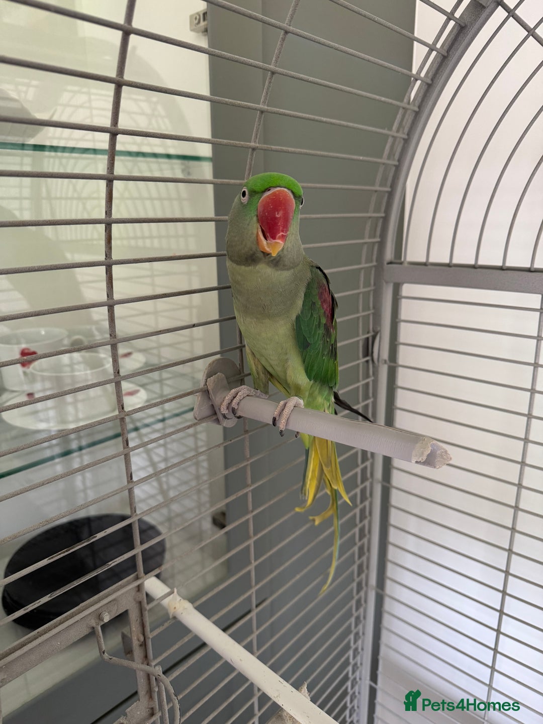 Parrots birds for sale: Alexandrian Parrot (semi-tamed) for sale  - Image 5