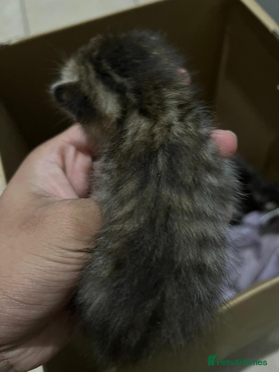 Domestic Shorthair cats for sale: cat and kittens for rehoming - Image 17