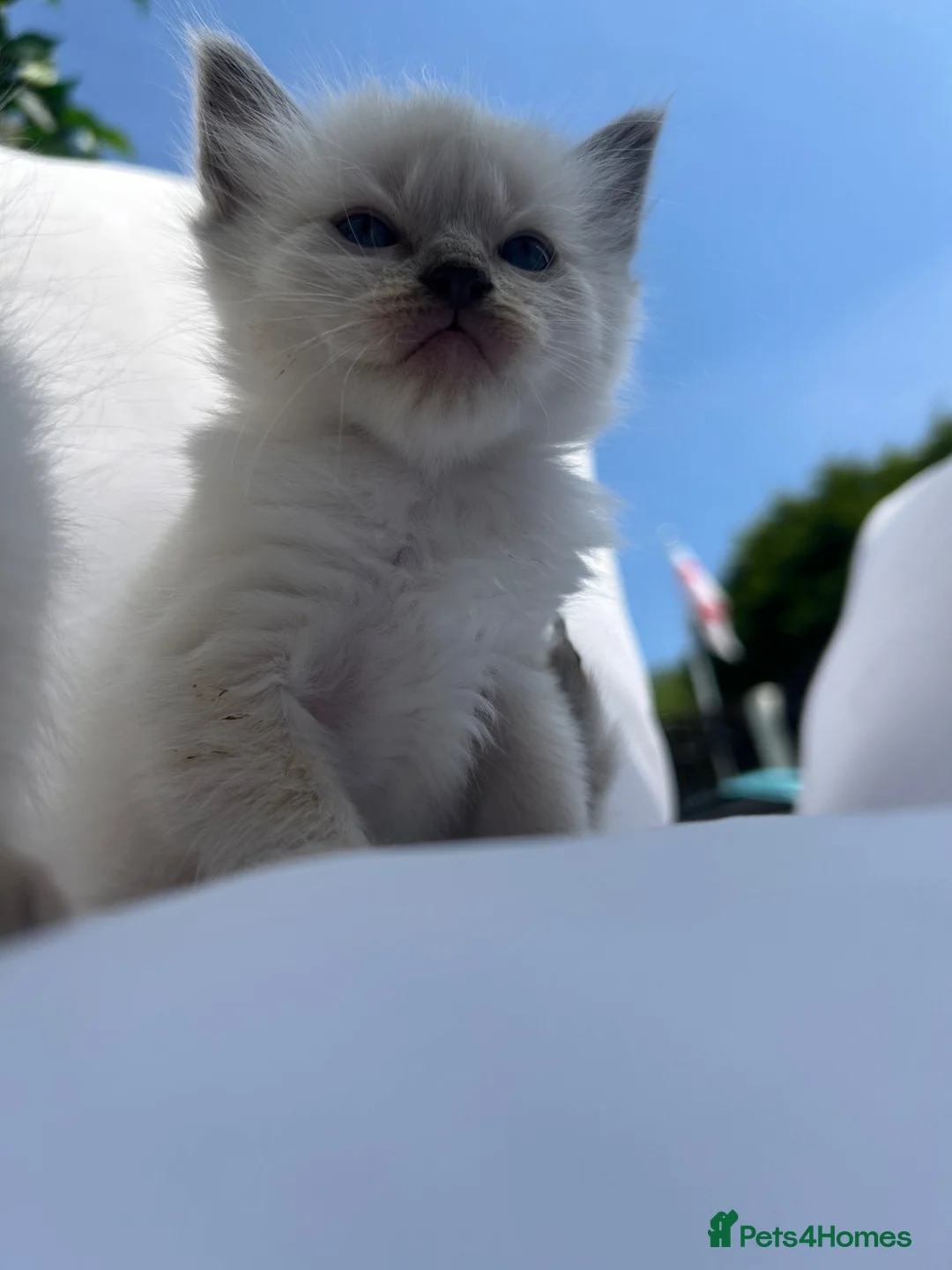 Ragdoll cats for sale: Ragdoll kittens  - Advert 2